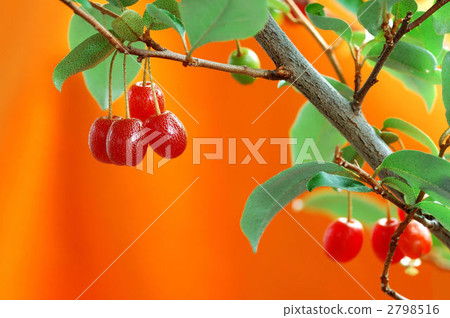 silverberry, oleaster tree, gummi 2798516