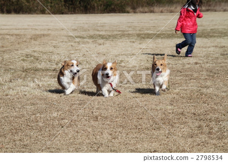 毛孩 狗 狗狗 2798534