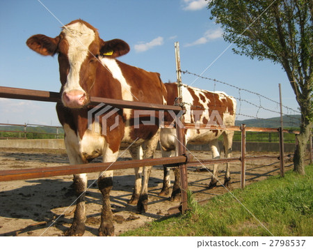 棕色頭髮牛 棕色頭髮牛 2798537