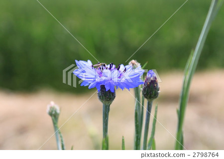 阿布魯（黃尾鯖魚）停止 2798764