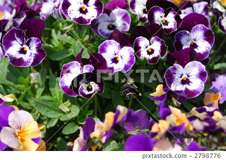 viola, early summer 2798776