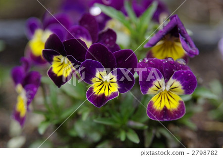 Violet flower 2798782