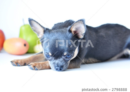 smooth coat chihuahua, toy dog, small-breed dog 2798888