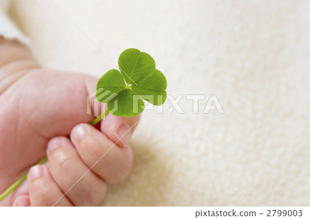 Four leaf clover and baby's hand 2799003