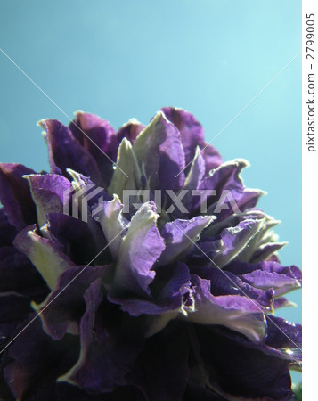 新的紫色球 2799005