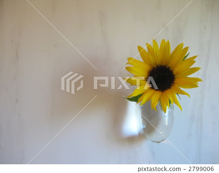 迷你向日葵玻璃充滿泡沫 2799006