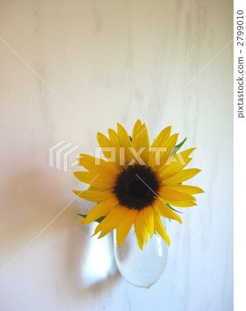 迷你向日葵玻璃充滿泡沫 2799010