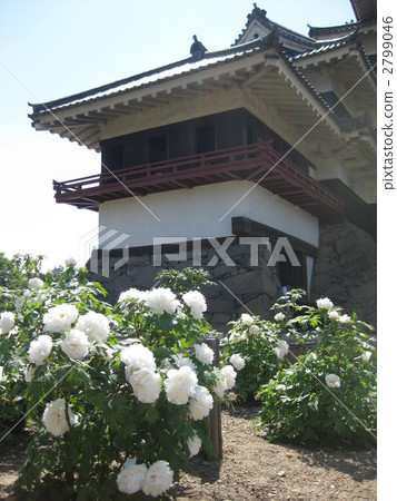 Bon Ogasawara of the castle owner Yukari Bon Ogasawara of the castle owner Yukari 2799046