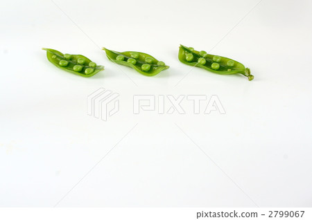 豌豆_豌豆 豌豆_豌豆 2799067