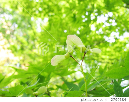 綠葉 嫩葉 留白空間 2799184