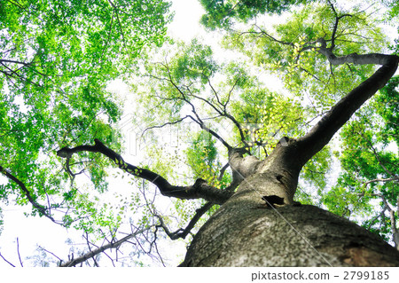 Zelkova的大樹 2799185