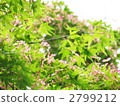 japanese maple, red leafe, fresh leafe 2799212