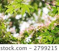 fresh leafe, green leafe, japanese maple 2799215