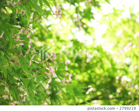 fresh leafe, green leafe, blank expression 2799219