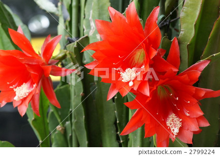 荷蘭人的管道仙人掌 曇花 荷蘭人的煙斗 2799224