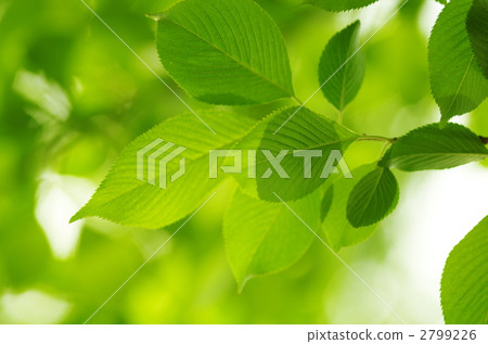 綠葉 嫩葉 脈絡 2799226