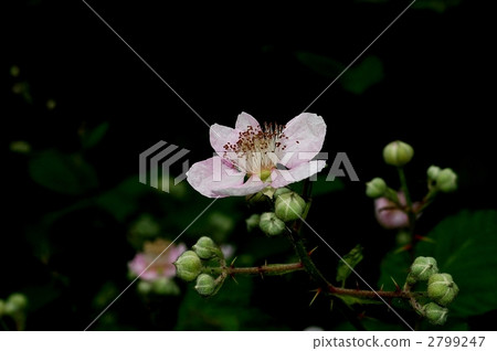 草莓草莓 草莓草莓 2799247
