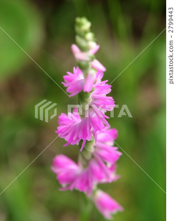 Spiranthes sinensis 2799443
