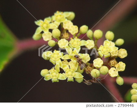 Nobudo flowers and ants Nobudo flowers and ants 2799446