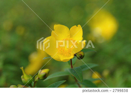 大矢金梅 2799838