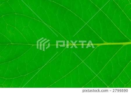 葉脈 2799890