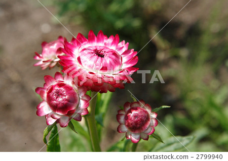 Red shellfish 2799940