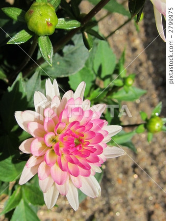 dahlia, dahlias, bloom 2799975