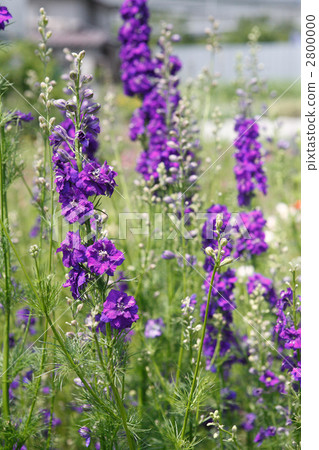 紫色之字形 2800000