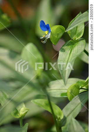 一種類似於米老鼠的草 2800059