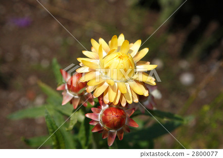 Yellow shellfish 2800077