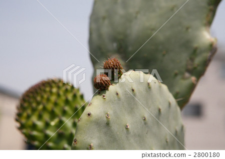 Spinning dumpling spirit Spinning dumpling spirit 2800180