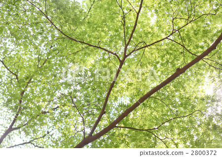 Cool forest 2800372