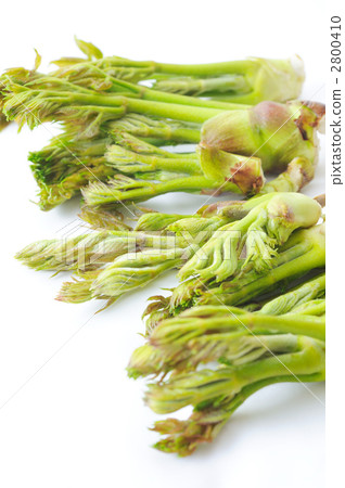 Tara bud Tara bud 2800410