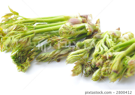 Tara bud Tara bud 2800412