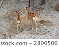 Deer parent and child 2800506