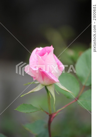 伊麗莎白女王 伊麗莎白女王 2800681