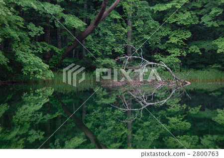 Fresh green moon swamp 2800763