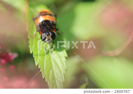 食蚜蠅 食蚜蠅 2800767