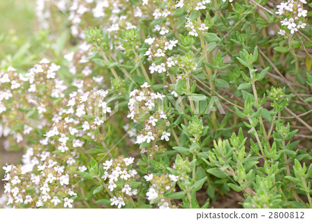 新鮮的藥草時間 2800812