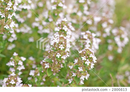 時間花新鮮的草本 2800813