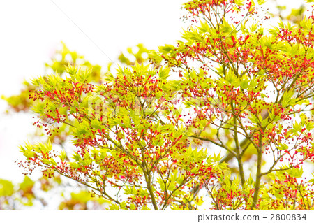 Maple flowers Maple flowers 2800834