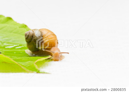 snails  2800835