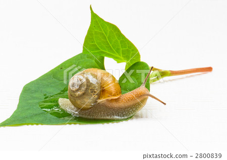 snails  2800839