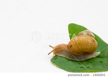 snails  2800841