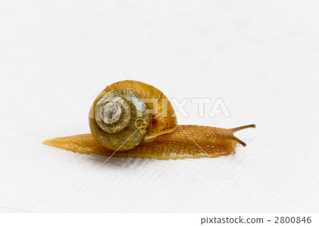 snails snails 2800846