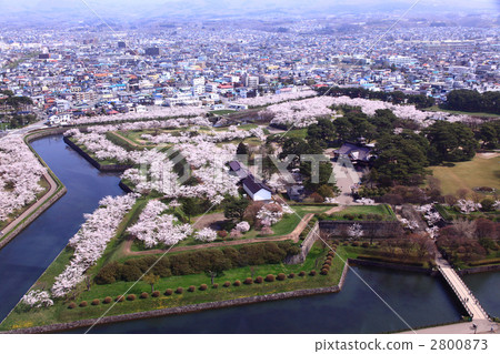Goryokaku and cherry blossoms 2800873