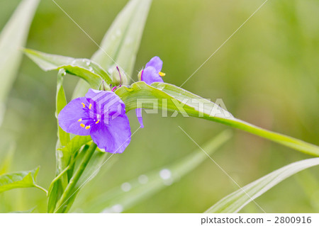  Murasakiyukusa 2800916