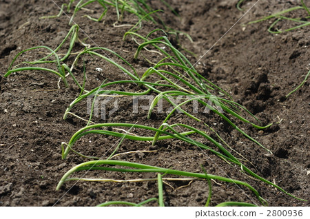 Onion planting Onion planting 2800936
