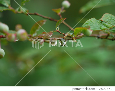 Blueberry rainy season 2802459