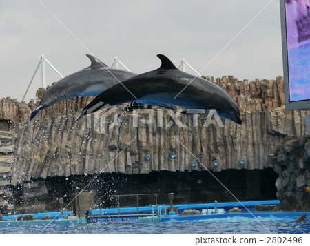 dolphin jump dolphin jump 2802496